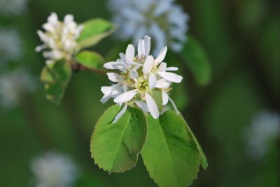 Amelanchier alnifolia - muchovník olšolistý - květ a list (2)